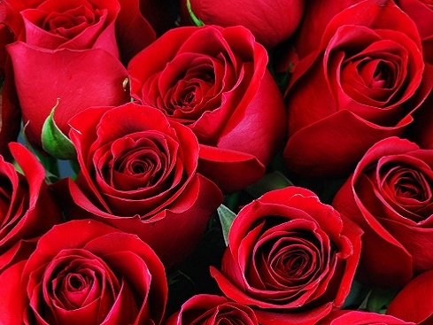 Tìm hiểu về 3 bông hoa hồng có ý nghĩa gì và cách trồng chăm sóc