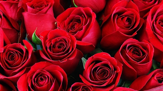 Những bông hoa hồng sẽ luôn mang lại nhiều ý nghĩa và thông điệp tuyệt vời cho mỗi người. Qua bức ảnh này, bạn sẽ hiểu rõ hơn về ý nghĩa mà mỗi cánh hoa mang lại cho chúng ta.