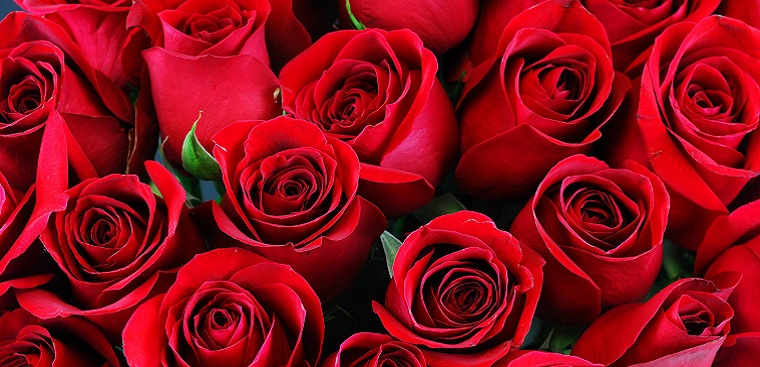 Hiểu rõ ý nghĩa hoa hồng giúp bạn chinh phục nàng trong ngày Valentine