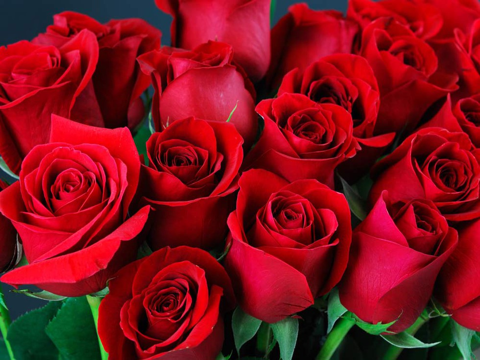 Các loài hoa ưa thích 9 bông hoa hồng có ý nghĩa gì để tặng người thân yêu