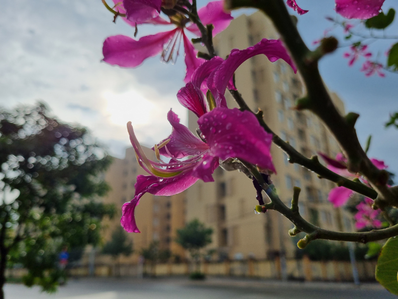 Giọt nước mưa trên bông hoa được thể hiện khá sắc nét. Giọt nước mưa trên bông hoa được thể hiện khá sắc nét.