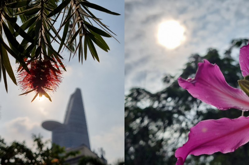 Một tậm chụp hoa ở Quận 1 (bên trái) và một tấm chụp hoa ở Thủ Đức. Bạn thích bên nào hơn? Một tậm chụp hoa ở Quận 1 (bên trái) và một tấm chụp hoa ở Thủ Đức. Bạn thích bên nào hơn?