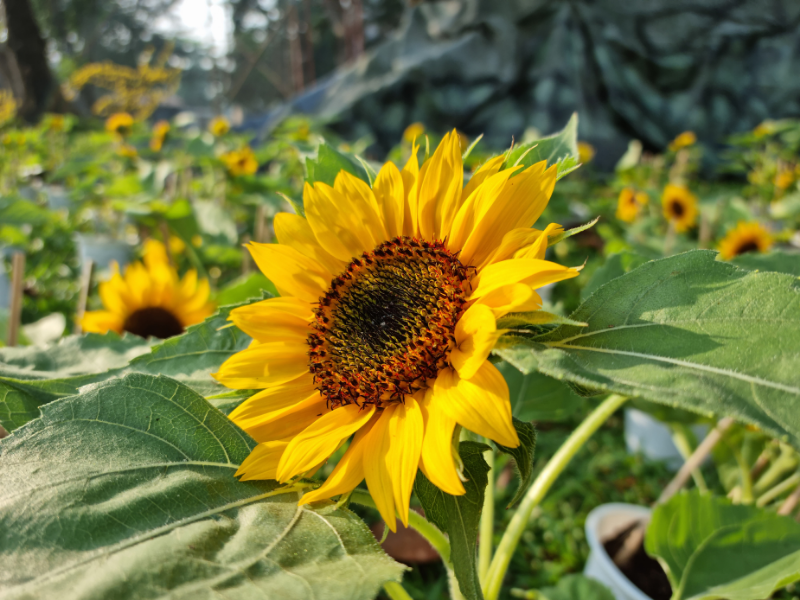 Ảnh chụp hoa trên Galaxy S21+ 5G trong điều kiện đầy đủ sáng. Ảnh chụp hoa trên Galaxy S21+ 5G trong điều kiện đầy đủ sáng.