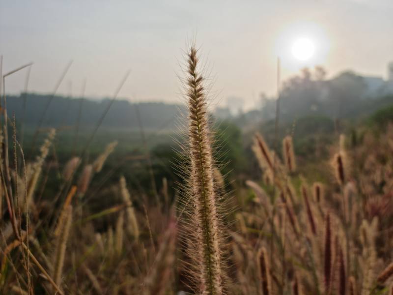 Còn đây là tấm hình mình chụp một bụi cỏ bông lau mọc dại, nhìn khá đẹp đúng không các bạn? Còn đây là tấm hình mình chụp một bụi cỏ bông lau mọc dại, nhìn khá đẹp đúng không các bạn?