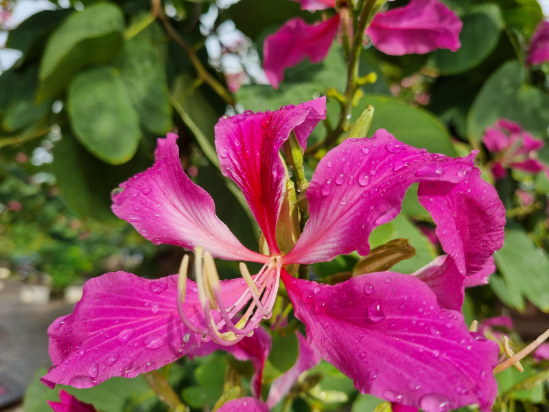 Ảnh chụp hoa trên Galaxy S21+ 5G trong điều kiện đầy đủ sáng. Ảnh chụp hoa trên Galaxy S21+ 5G trong điều kiện đầy đủ sáng.