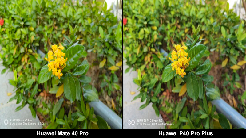 So sánh ảnh camera chính giữa Huawei Mate 40 Pro và Huawei P40 Pro Plus