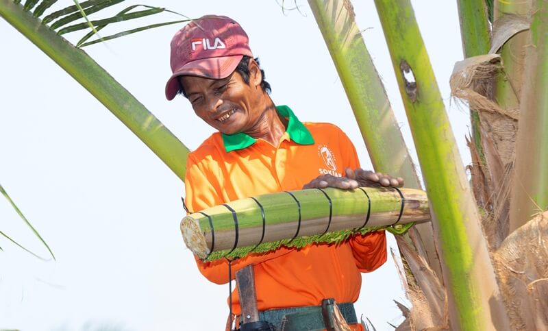 Mật hoa dừa là gì? Những công dụng tuyệt vời từ mật hoa dừa, bạn đã biết chưa?