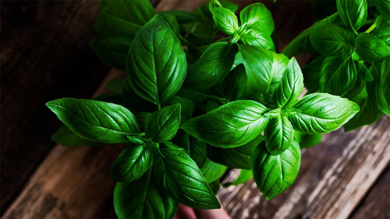 Húng tây (Basil) là gì? Công dụng và cách sử dụng húng tây