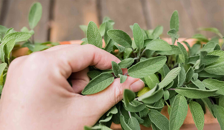 Xô thơm (Sage) là gì? Công dụng và cách sử dụng xô thơm