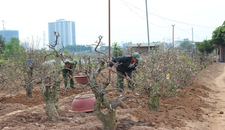 Hướng dẫn cách trồng và chăm sóc đào sau Tết