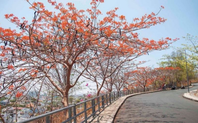 Con đường đầy hoa