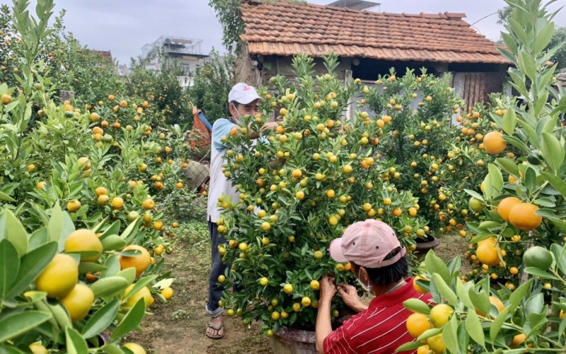 Một số câu hỏi thường gặp khi trồng và chăm sóc quất sau Tết