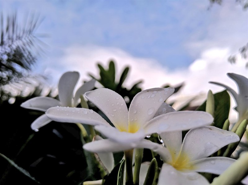 Cach-tai-Google-Camera-8-1-moi