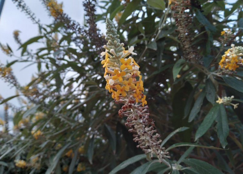 Chụp cận cảnh trong điều kiện đủ sáng ở chế độ tự động (Nguồn: IndiaTV).