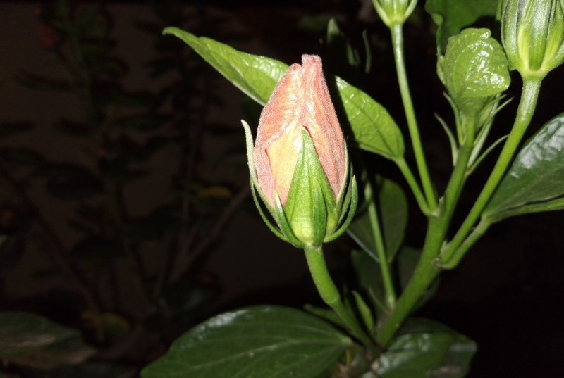 Chụp cận cảnh trong điều kiện thiếu sáng ở chế độ tự động và có bật flash (Nguồn: IndiaTV).