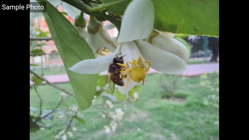 Ảnh chụp macro trên chếc Galaxy F62 nhưng... mình không biết hình lấy chủ thể là cái nào nữa. (Nguồn: Digit).