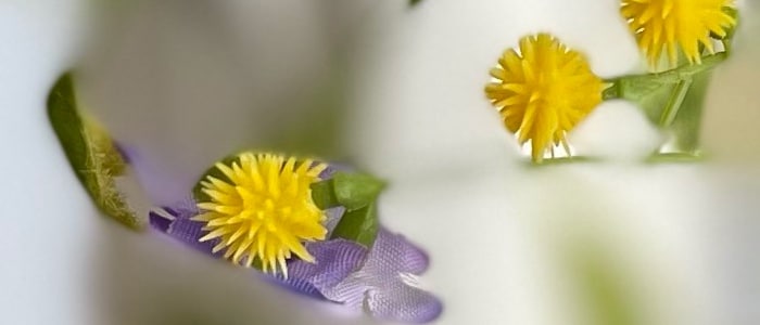 Chụp Bokeh