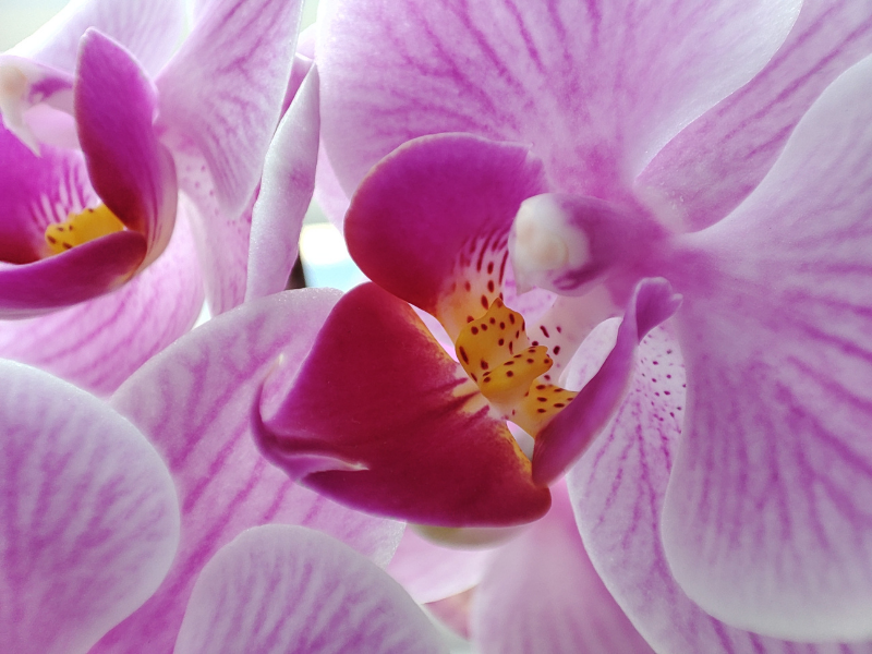 Ảnh chụp macro trên chiếc Redmi Note 10 Pro. (Nguồn: GSMArena).