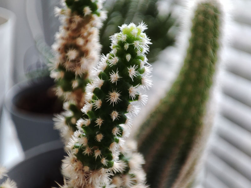 Ảnh chụp macro trên chiếc Redmi Note 10 Pro. (Nguồn: GSMArena).