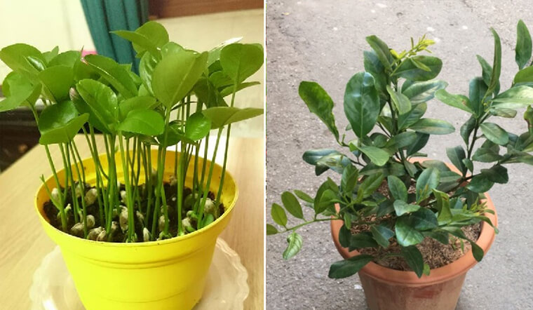 Chanh dùng xong đừng vứt mà lấy hạt trồng, vừa đẹp lại có chanh dùng thả ga