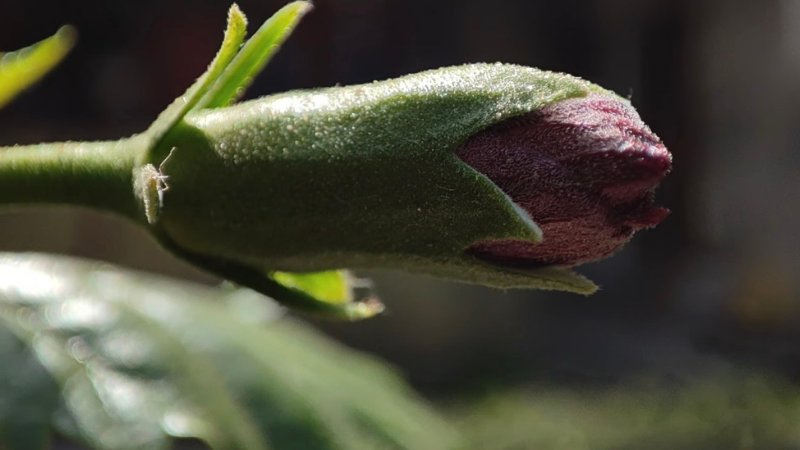 Ảnh chụp macro của Redmi Note 10. (Nguồn: Digit).