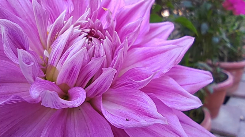 Ảnh chụp macro của Redmi Note 10. (Nguồn: Digit).