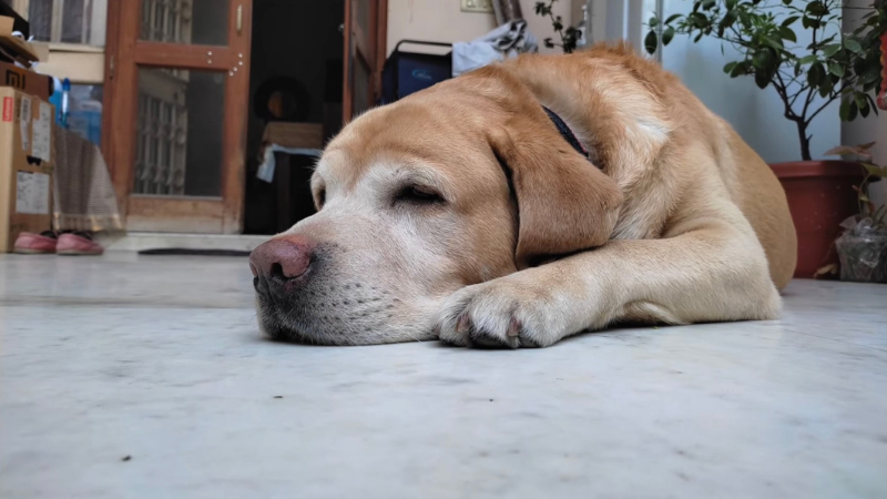 Ảnh chụp trong điều kiện đủ sáng củ Redmi Note 10. (Nguồn: Pokde.net).