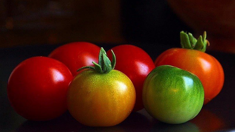 Cà chua bi và cách trồng cà chua bi ra quả nhiều ngay tại nhà