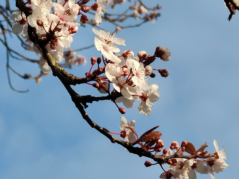 OPPO Find X3 Pro 16 OPPO Find X3 Pro 16