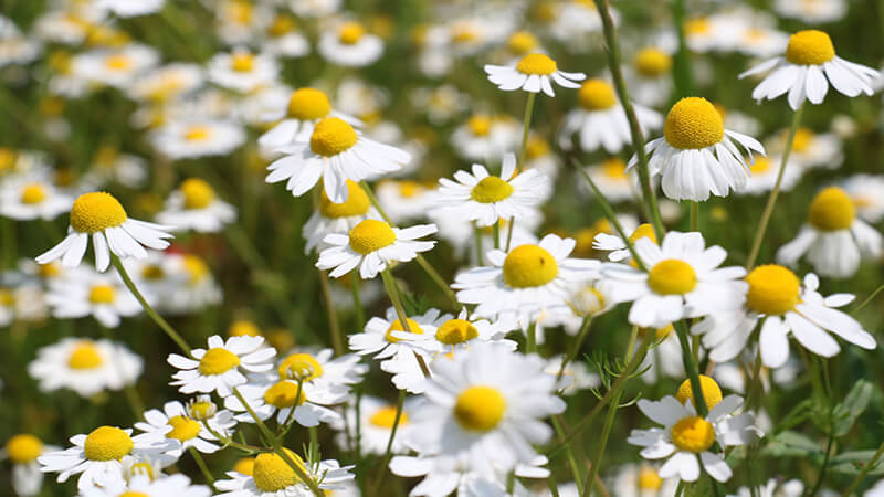 What is herbal chamomile? Magical benefits of chamomile essential oil?