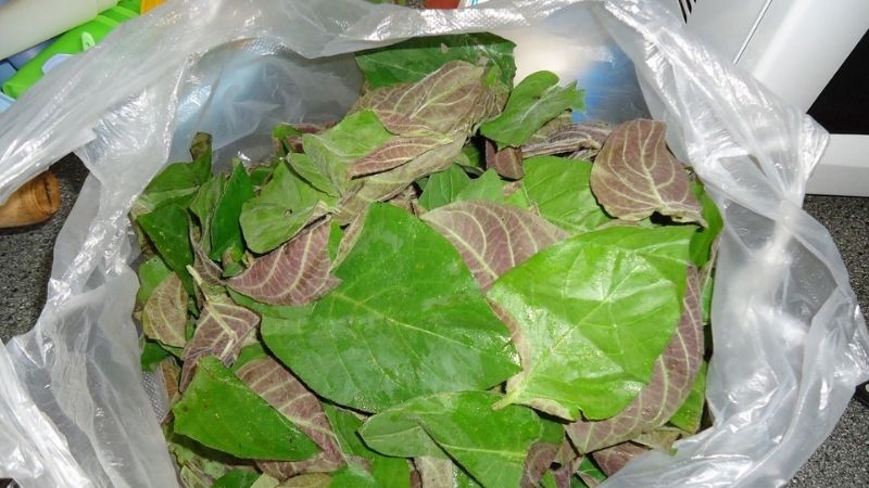 What is a dream leaf? Uses of apricot leaves for health, delicious dishes from apricot leaves