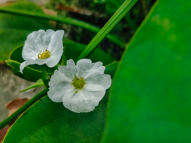 Đánh giá camera Xiaomi Redmi Note 10 Pro