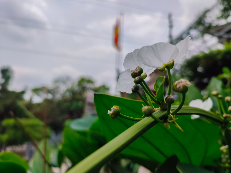 Đánh giá camera Xiaomi Redmi Note 10 Pro