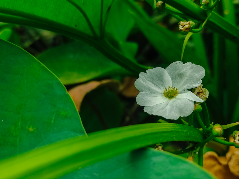 Đánh giá camera Xiaomi Redmi Note 10 Pro