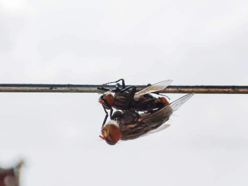 Đánh giá camera Xiaomi Redmi Note 10 Pro