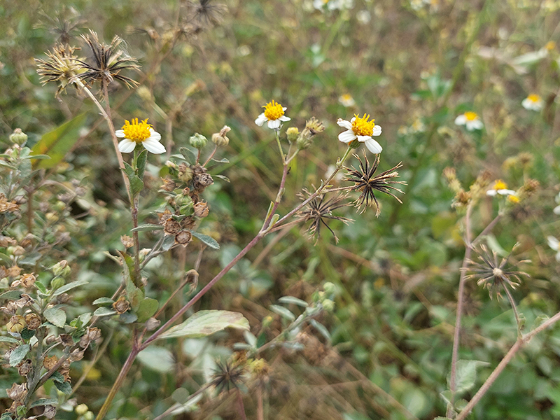 Đánh giá camera Samsung Galaxy A72 Đánh giá camera Samsung Galaxy A72