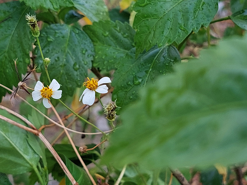 Đánh giá camera Samsung Galaxy A72 Đánh giá camera Samsung Galaxy A72