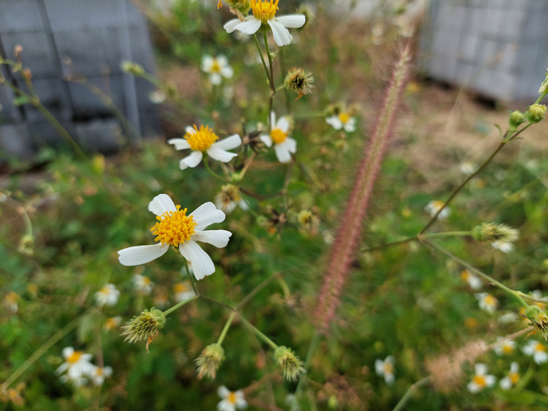 Đánh giá camera Samsung Galaxy A72 Đánh giá camera Samsung Galaxy A72