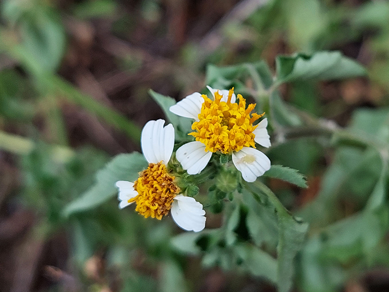 Đánh giá camera Samsung Galaxy A72 Đánh giá camera Samsung Galaxy A72