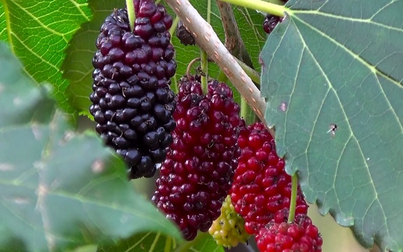 Chiết xuất dâu tằm (Mulberry extract) là gì?