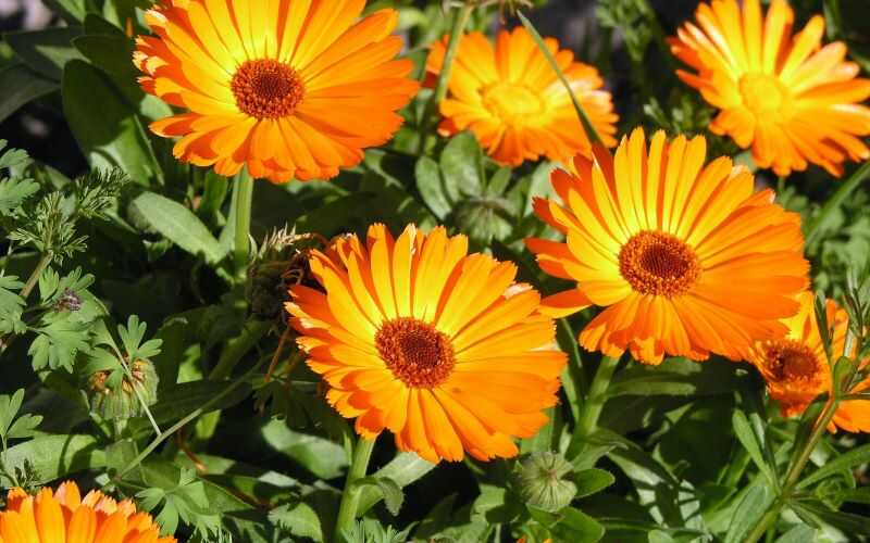 What is Calendula? The use of calendula in beauty that you cannot ignore