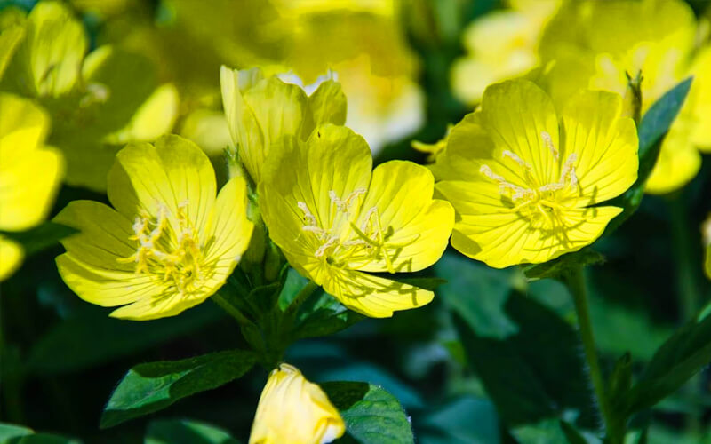 Effects of evening primrose oil, who should use primrose oil?