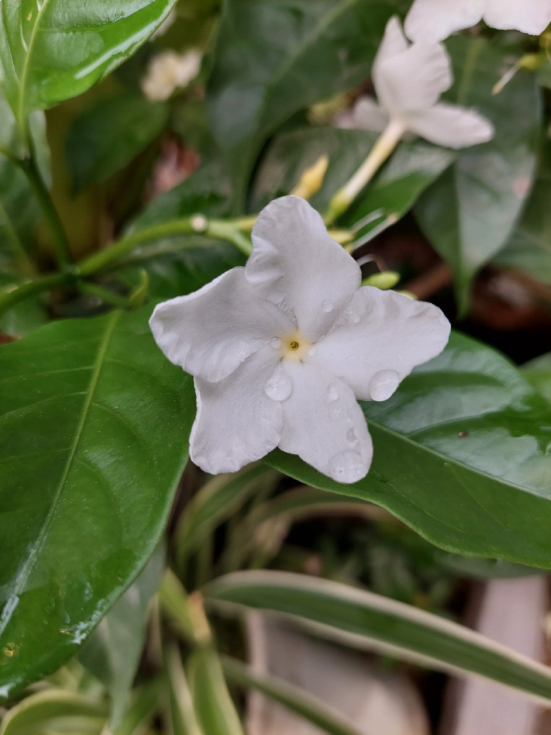 Sẽ hơi khó lấy nét khi chụp cận cảnh.