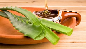 Aloe vera và những công dụng tuyệt vời cho làn da của bạn