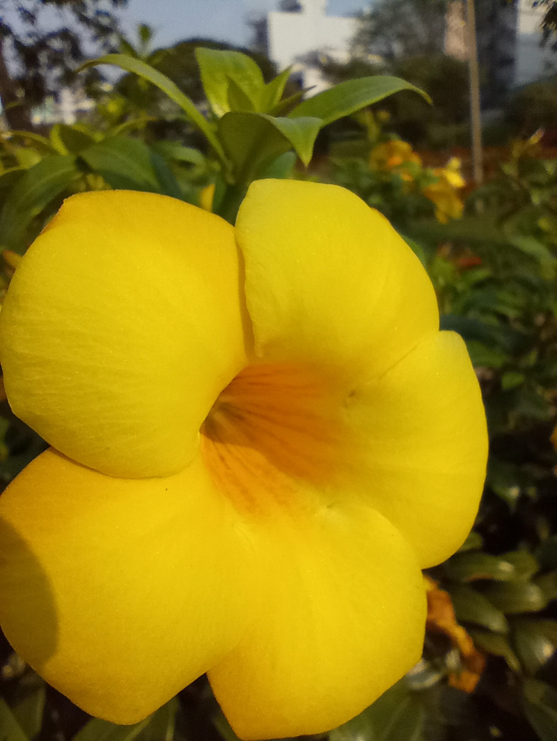 Ảnh chụp macro trên Vsmart Star 5.