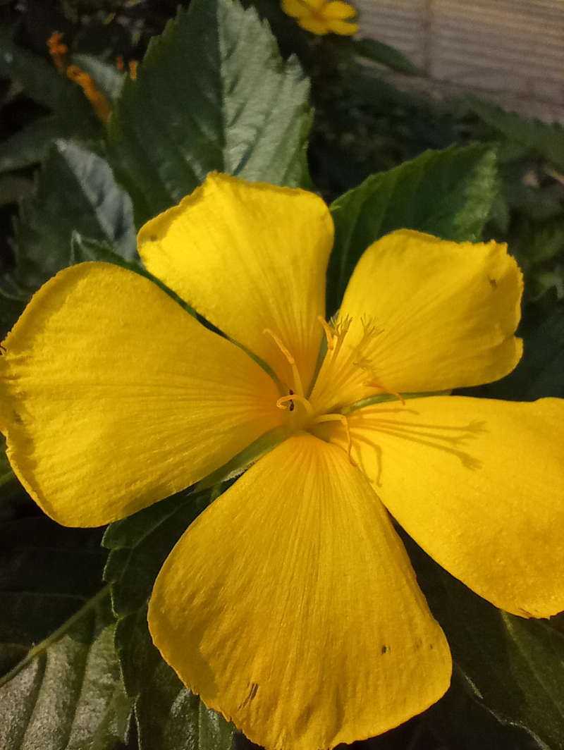 Ảnh chụp macro trên Vsmart Star 5.