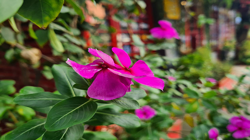 Ảnh xoá phông cực đẹp
