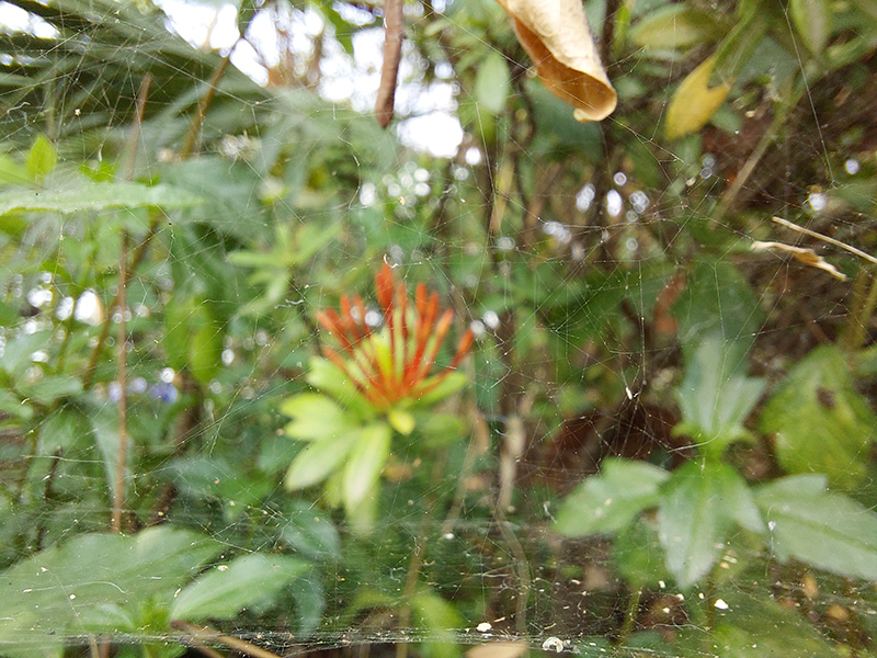 Ảnh chụp macro từ chiếc Samsung Galaxy A52 5G.