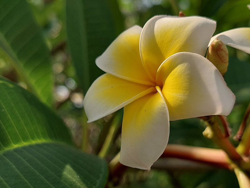 Ảnh chụp macro trên Galaxy A52 5G cho mức độ chi tiết và màu sắc tốt.