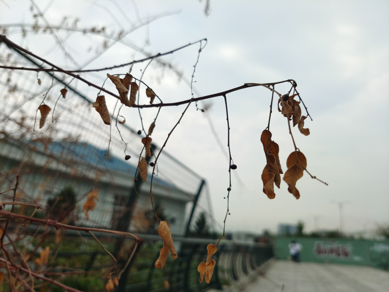Vivo X60 Pro 5G camera review Vivo X60 Pro 5G camera review